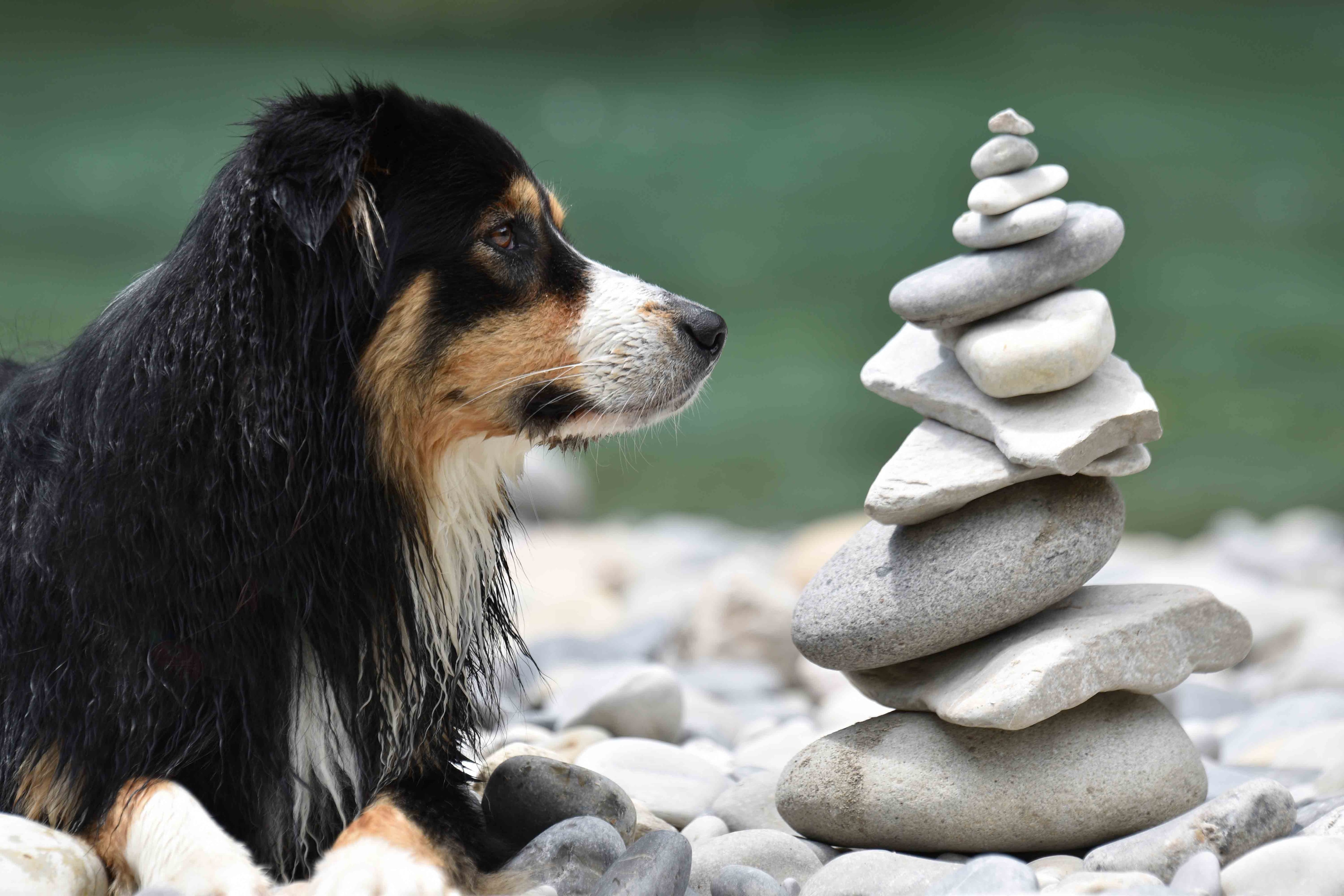 Pawlou - Hundephysiotherapie & Osteopathie | Tiertherapie