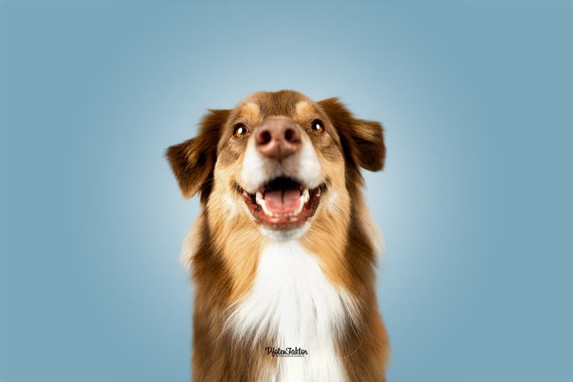 PfotenFaktor Tierfotografie