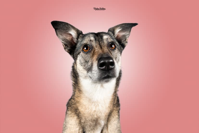 PfotenFaktor Tierfotografie