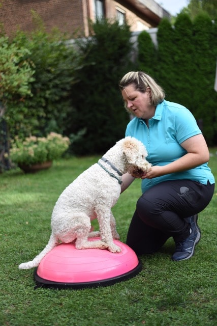 Fellbalance - Mobile Tierphysio in Krefeld und am Niederrhein