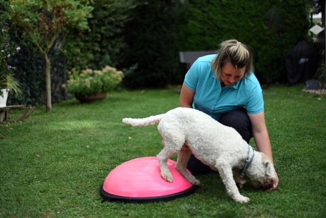 Fellbalance - Mobile Tierphysio in Krefeld und am Niederrhein