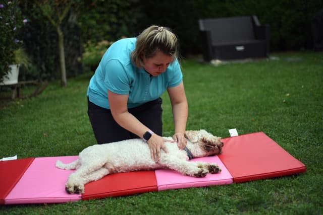 Fellbalance - Mobile Tierphysio in Krefeld und am Niederrhein