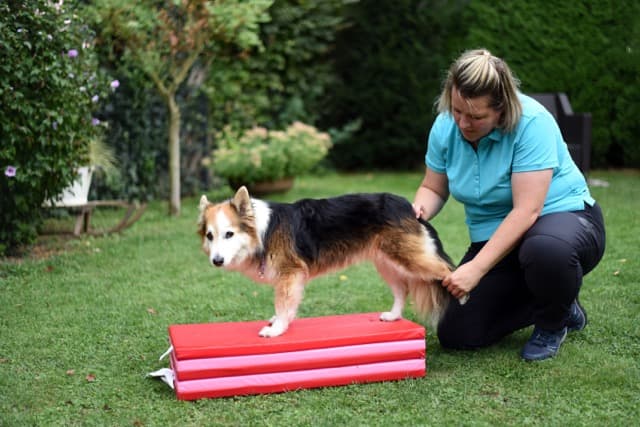 Fellbalance - Mobile Tierphysio in Krefeld und am Niederrhein
