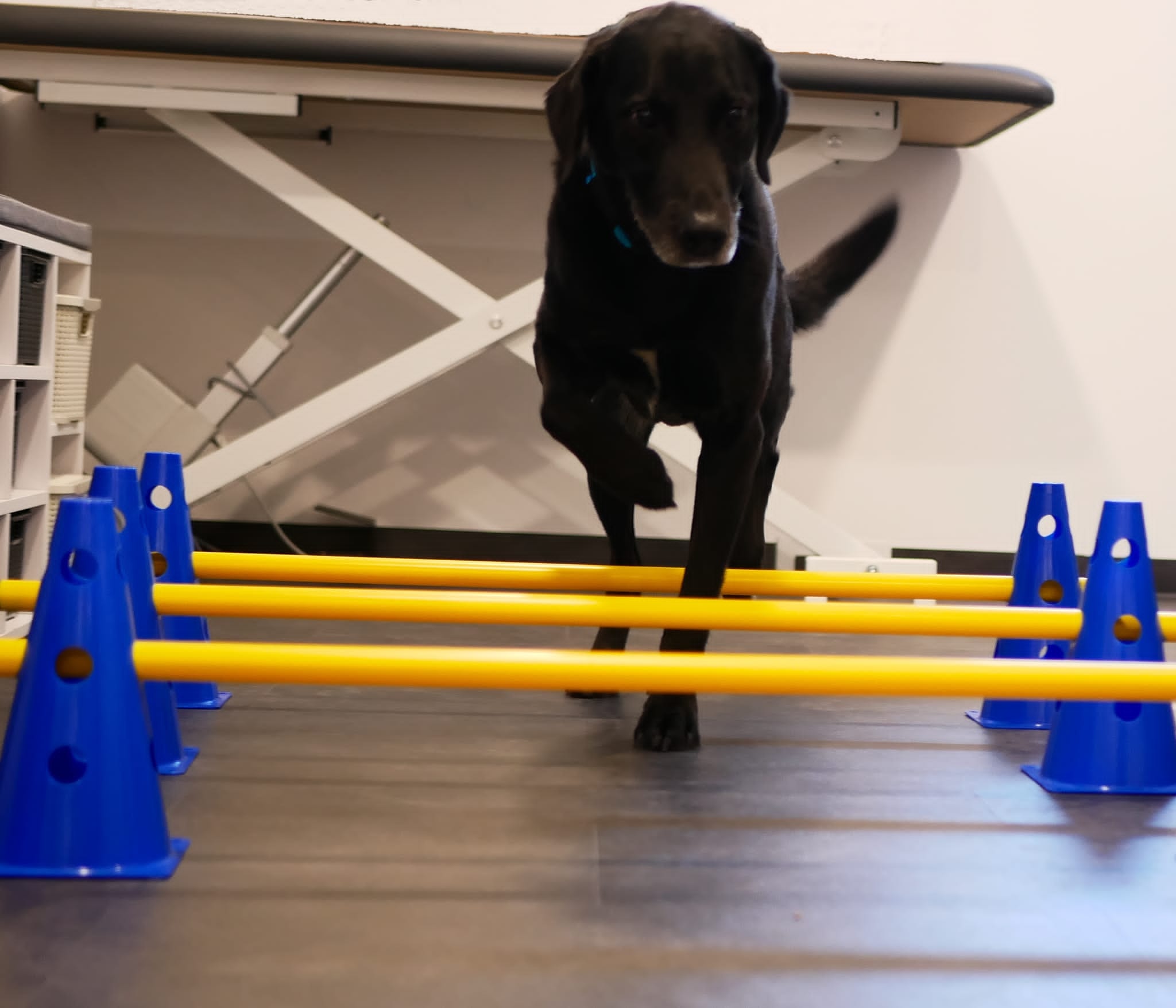Tierphysiotherapie Bader