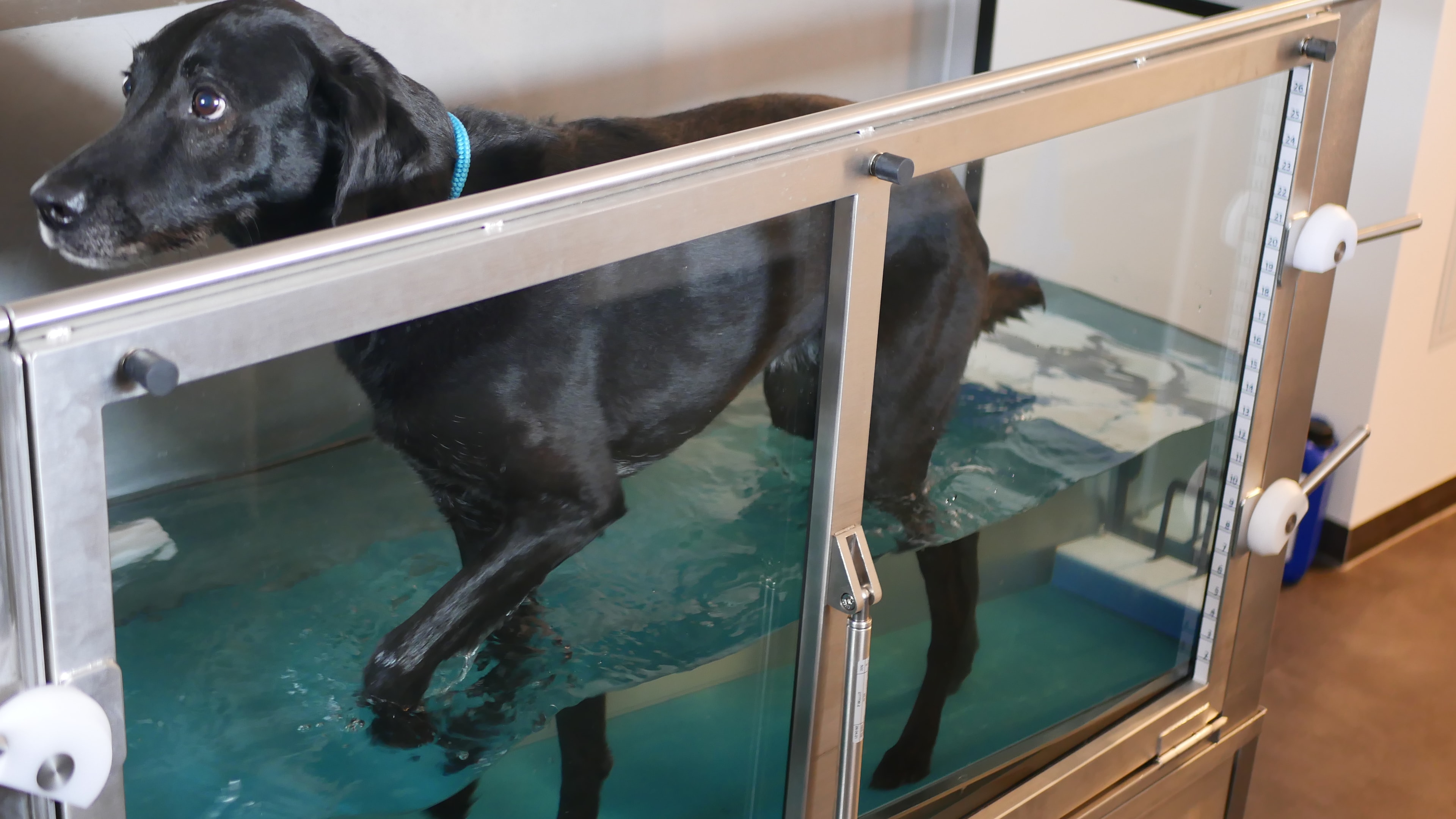 Tierphysiotherapie Bader