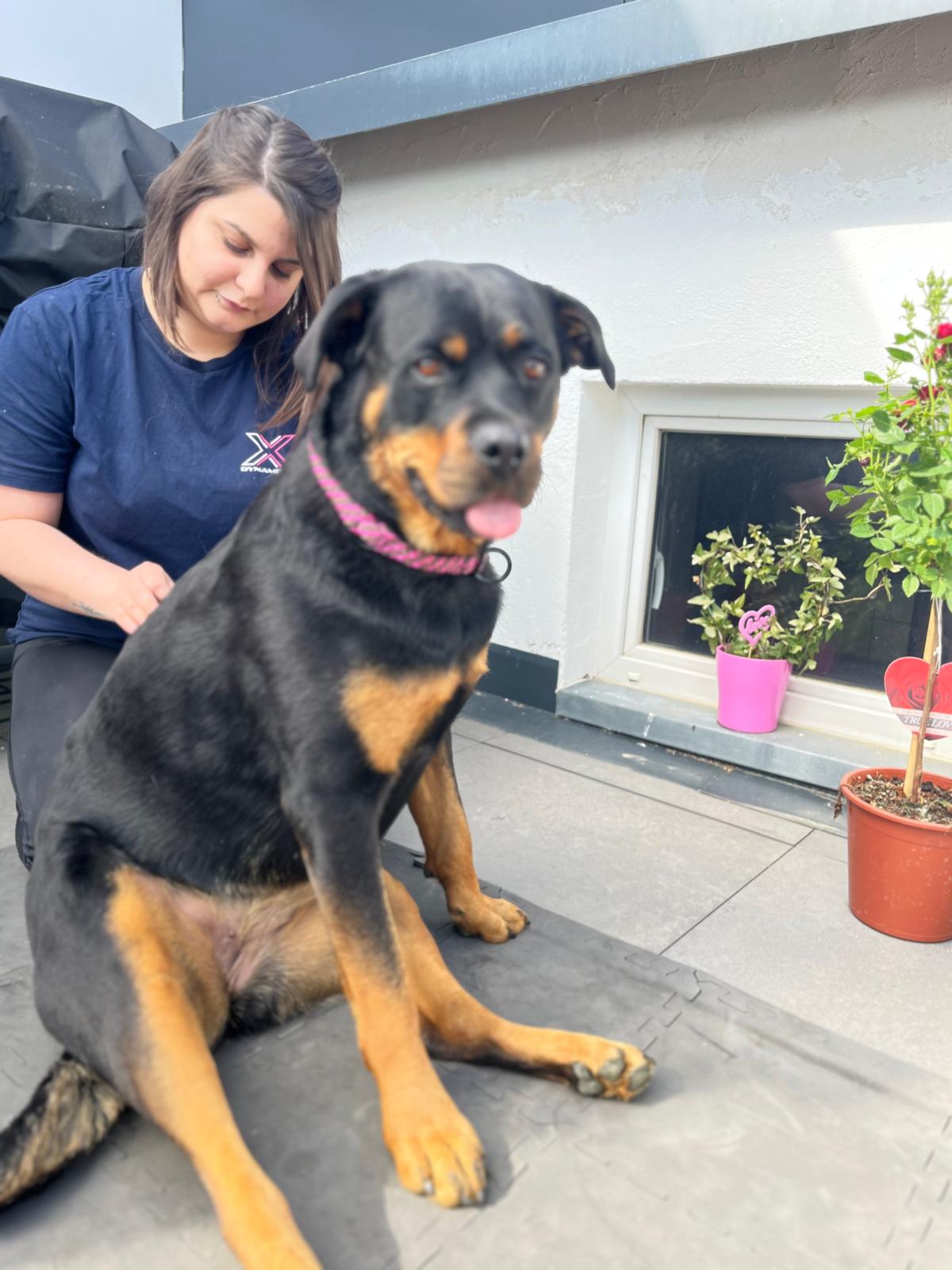 DogBalance-Tierphysiotherapie mit Gefühl
