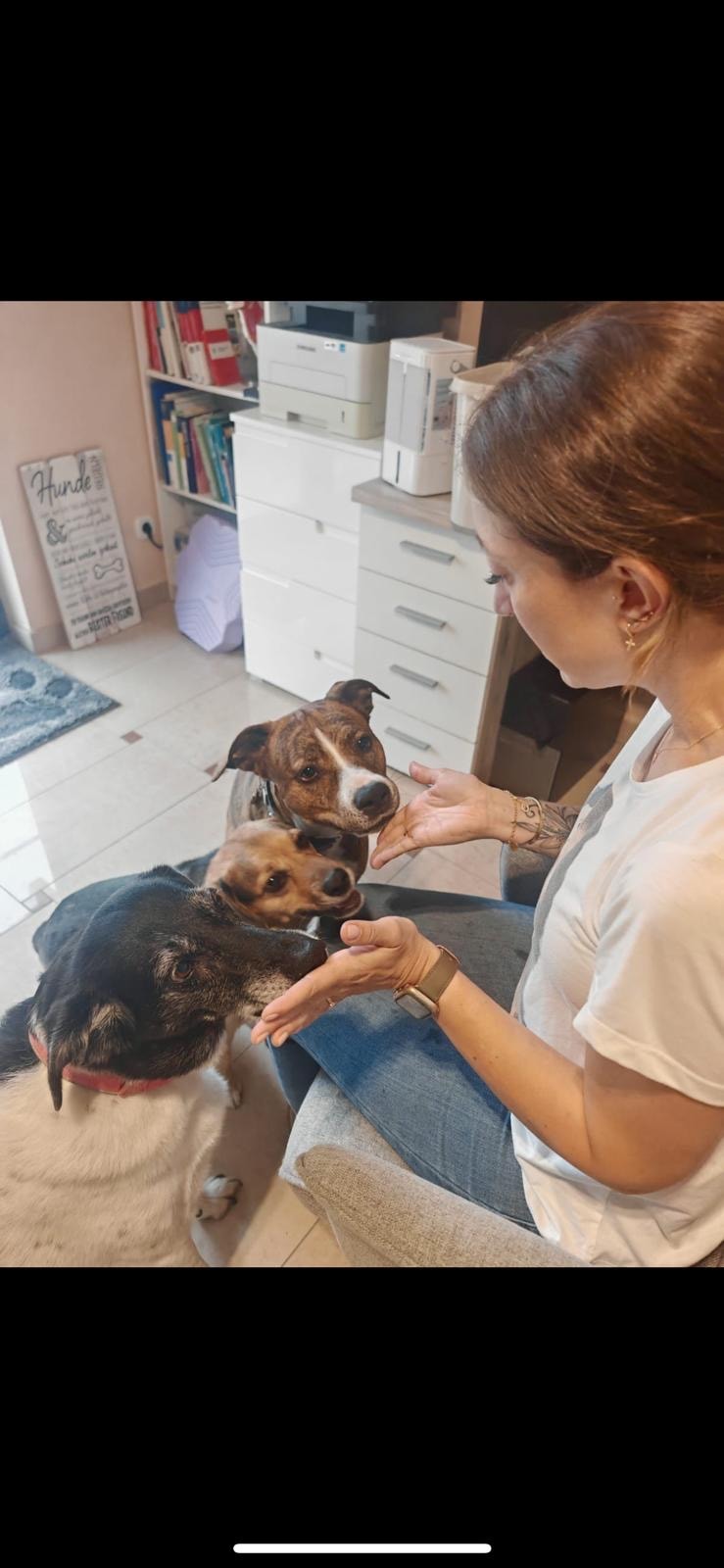 Physiotherapie für Tiere Heilerhund