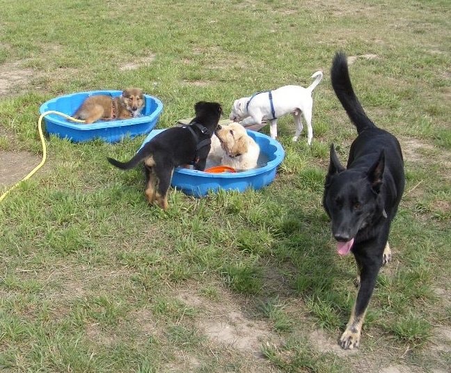 Tinas-Hundeschule & Tierheilpraxis