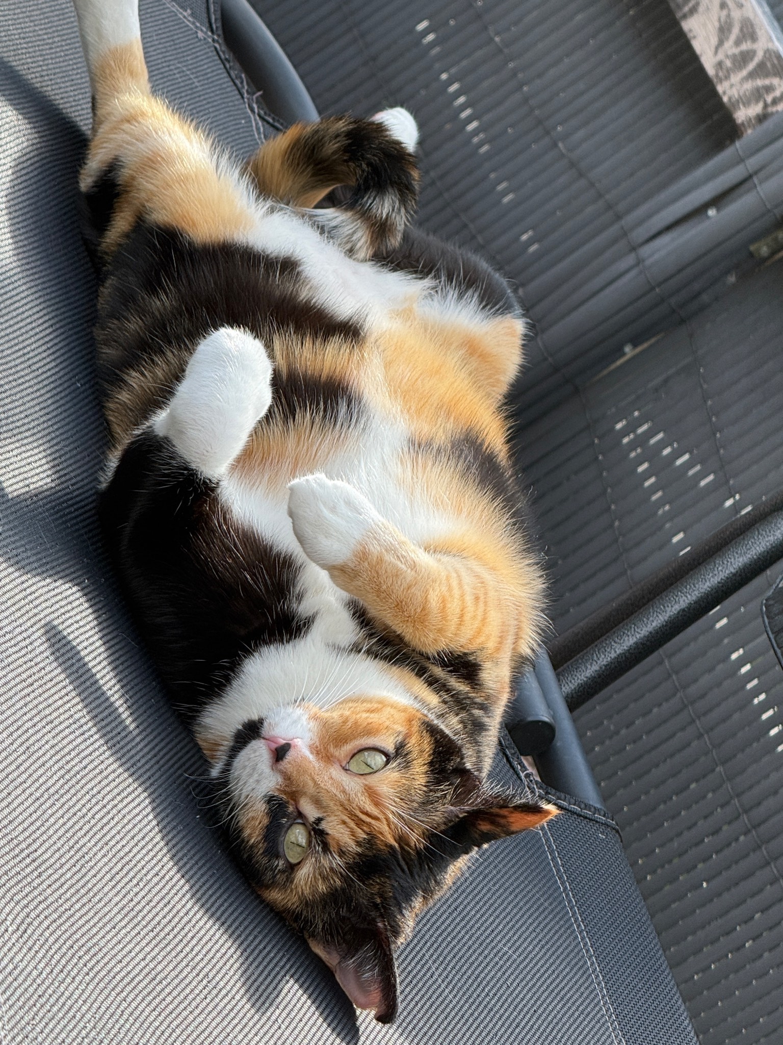 KuhlCAT und Pfoetchensitter