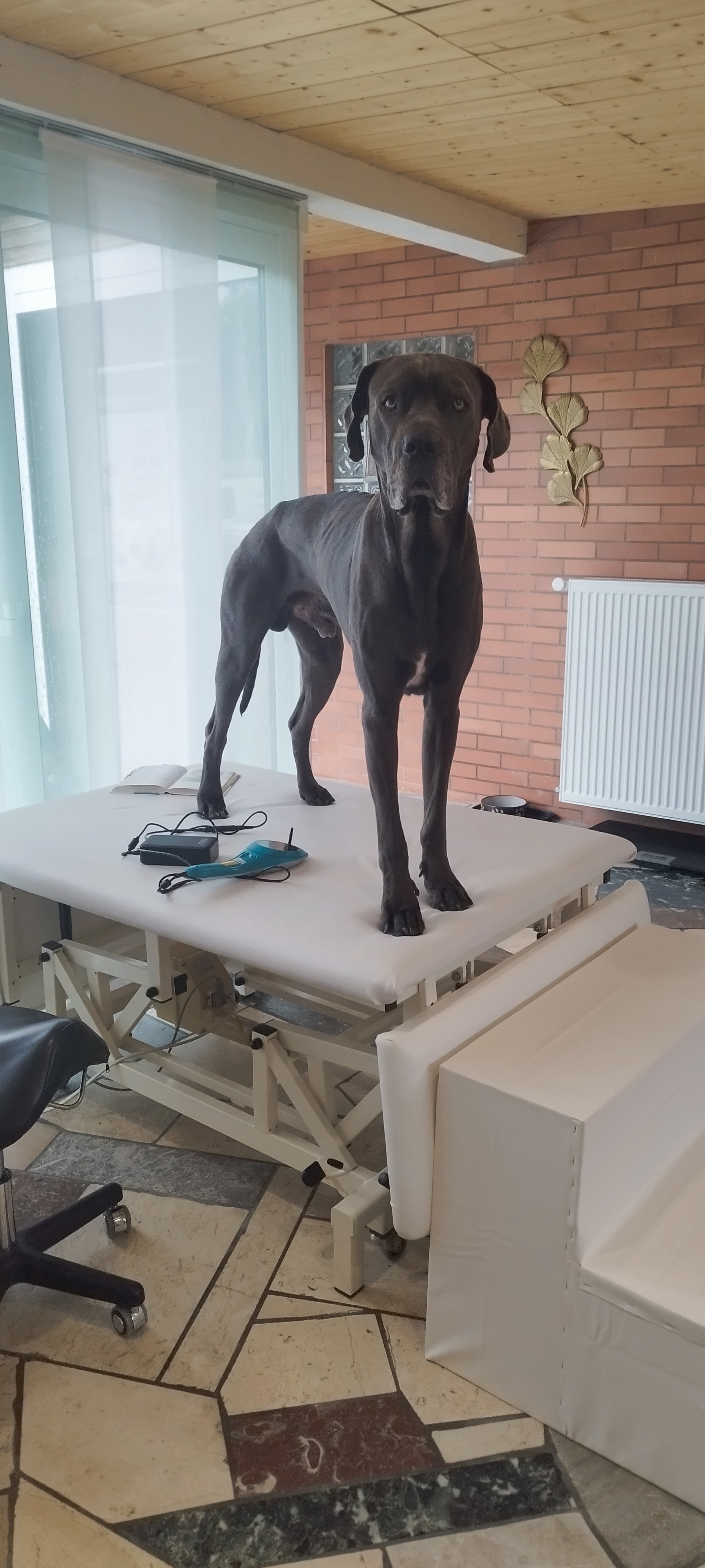 Bones Hundephysiotherapie