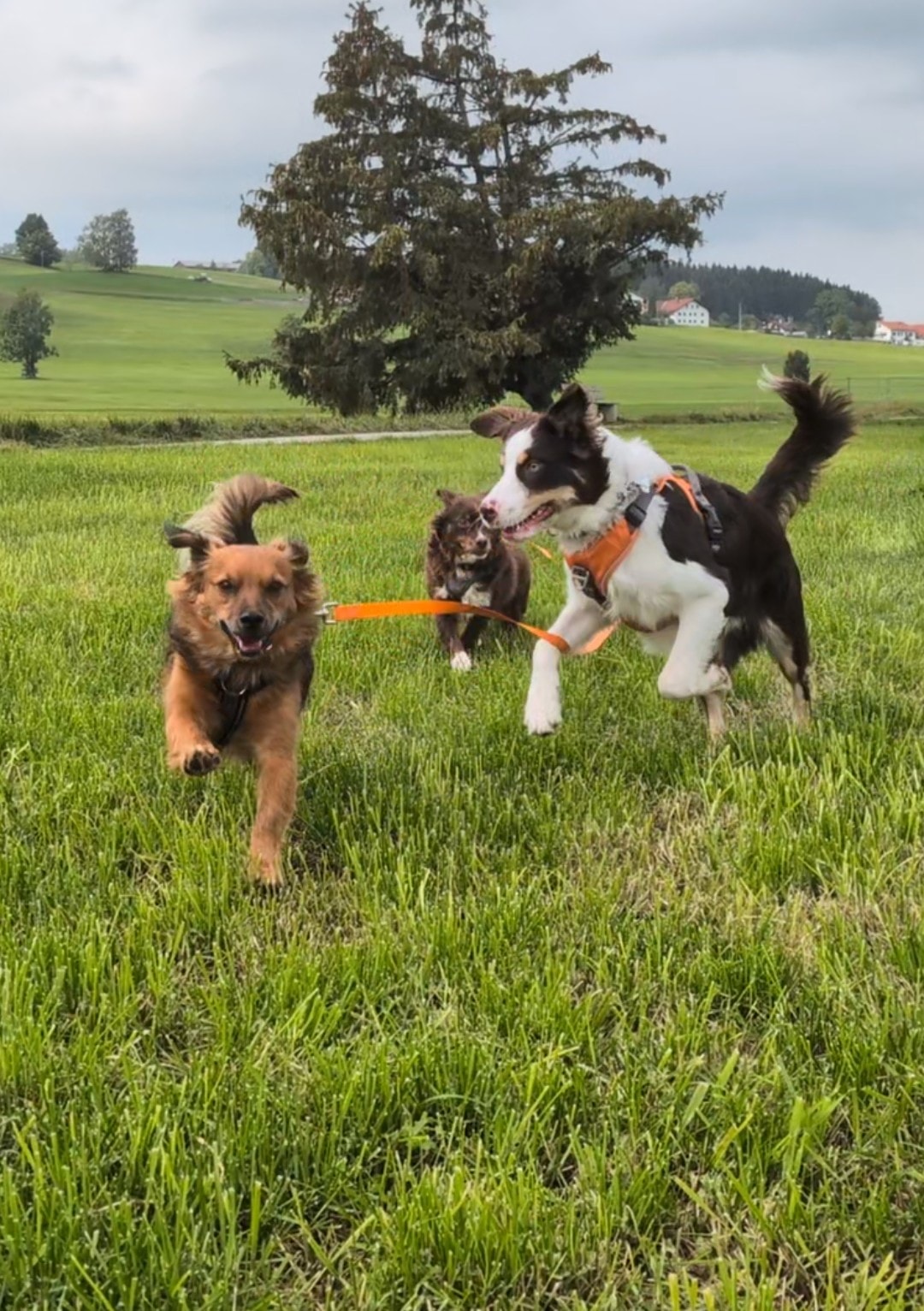Hundeschule Allgäu | CaniNature ongoing training Allgäu UG (haftungsbeschränkt)
