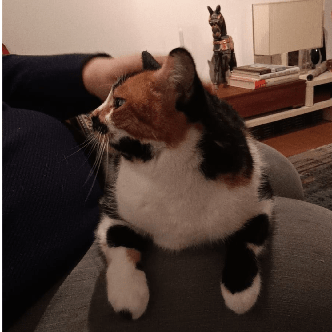 Katzengesellschaft mbH