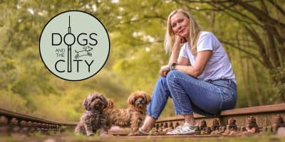 Dogs and the City